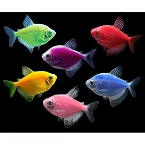 Transgenetik Tetra