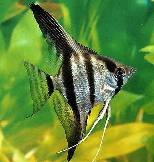 Karışık Irk Melek Balığı (4-5cm)