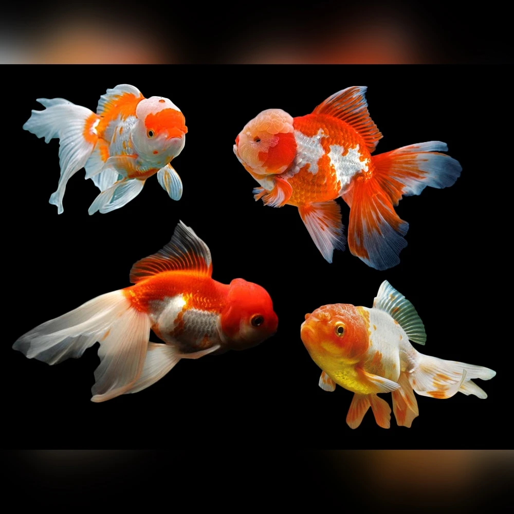 Oranda (10-14cm)