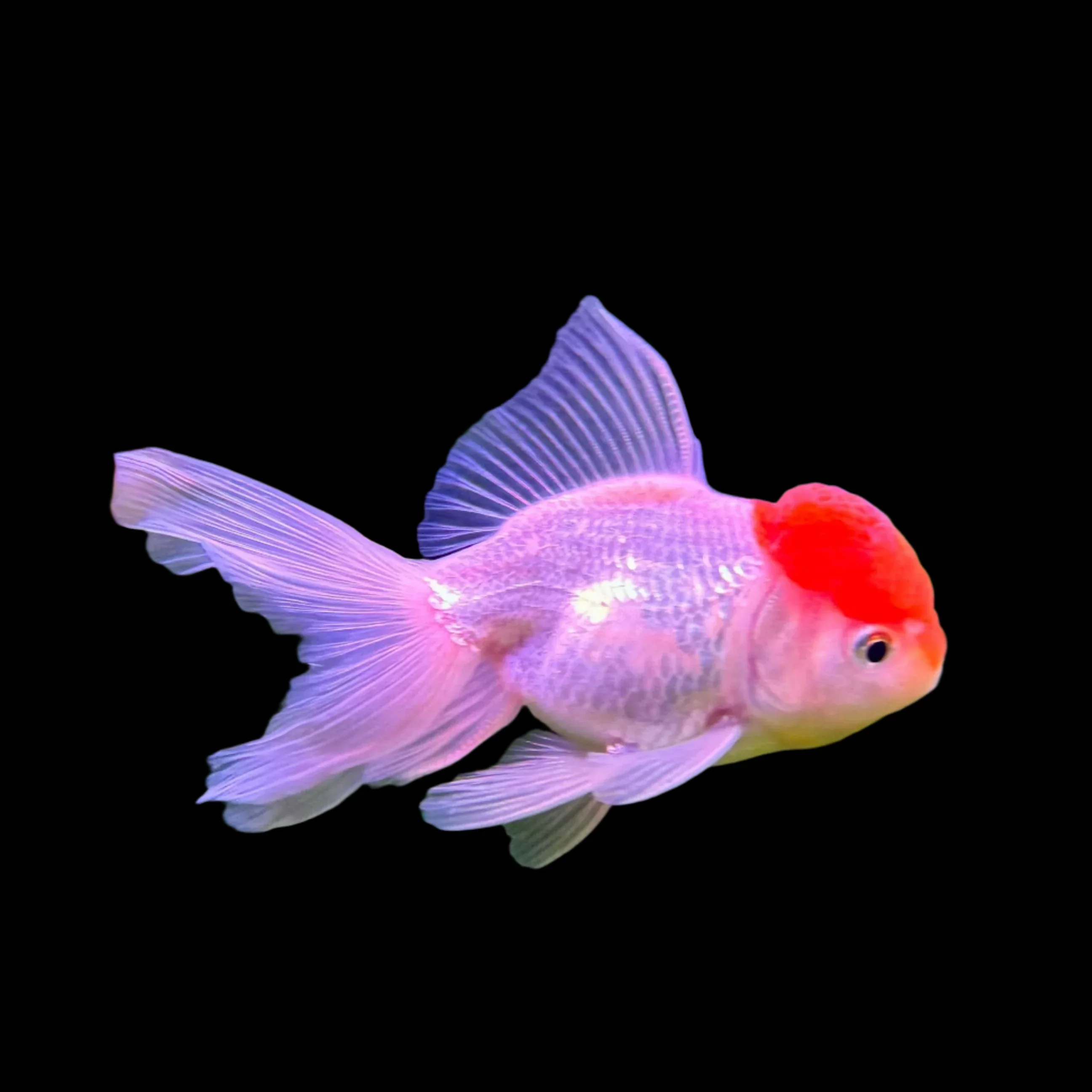 Red Cap Oranda (5-6cm)
