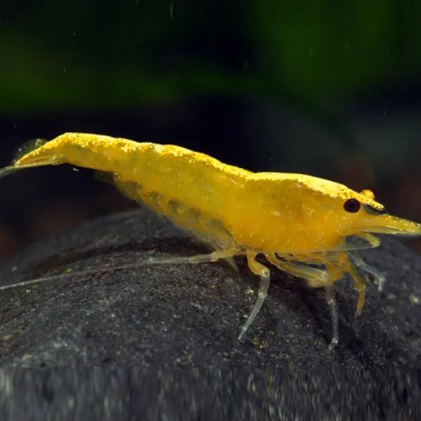 Sarı Ateş Karides 1,5-2 Cm