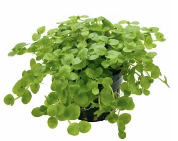 Bacopa Amplexicaulis Saksı Canlı Bitki