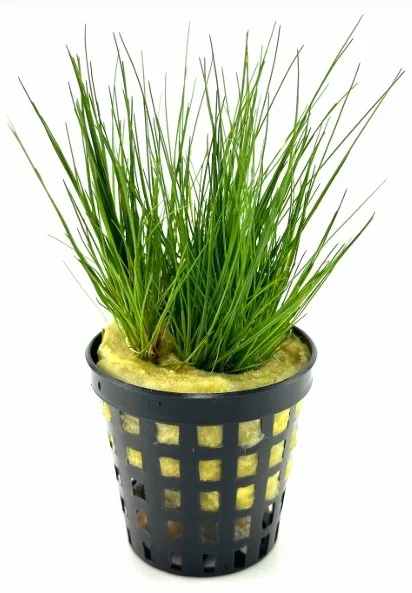 Eleocharis Parvula Canlı Bitki