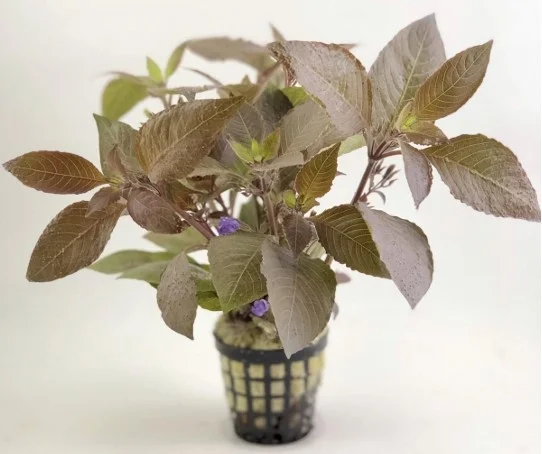 Hygrophila Corymbosa (Kızıl Limon) Canlı Bitki