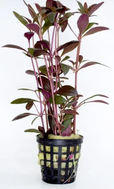 Alternanthera Sessilis Red Saksı Canlı Bitki
