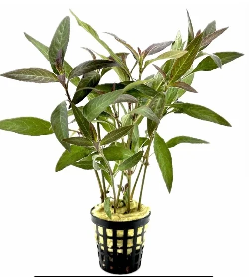 Hygrophila Corymbosa Angustifolia Saksı Canlı Bitki