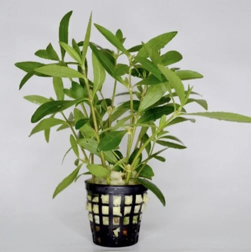 Alternanthera Sessilis Saksı Canlı Bitki