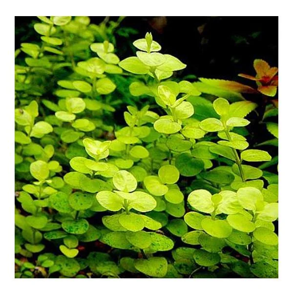 Nummularia Aurea Saksı Canlı Bitki