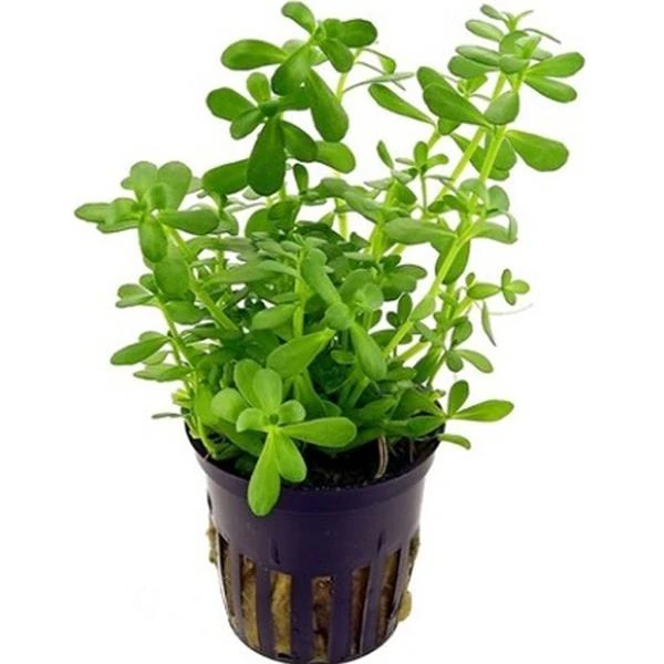 Bacopa Monnieri Saksı Canlı Bitki