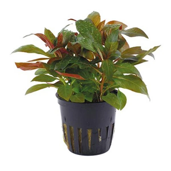 Ludwigia Glandulosa Saksı Canlı Bitki