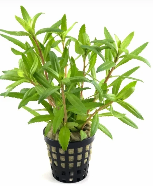 Palustris Cuba Saksı  Canlı Bitki