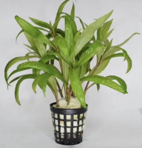 Hygrophila Lacustris Saksı Canlı Bitki
