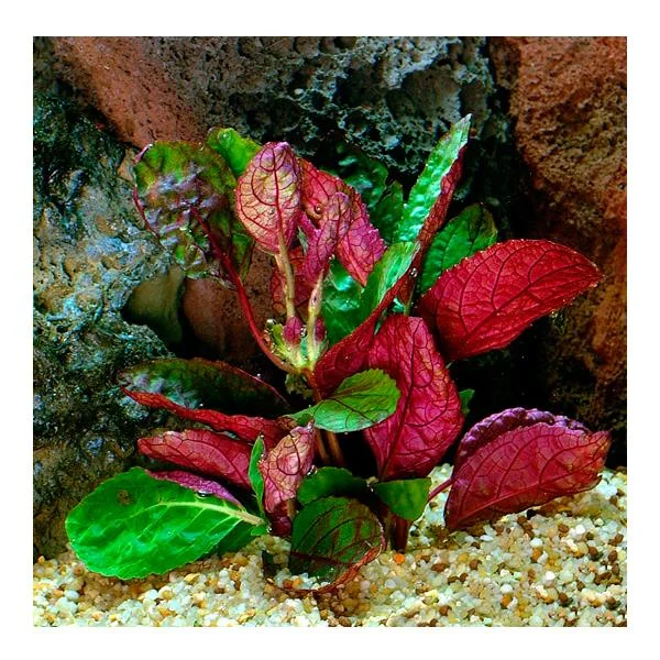 Hemigraphis Colorata Saksı Canlı Bitki