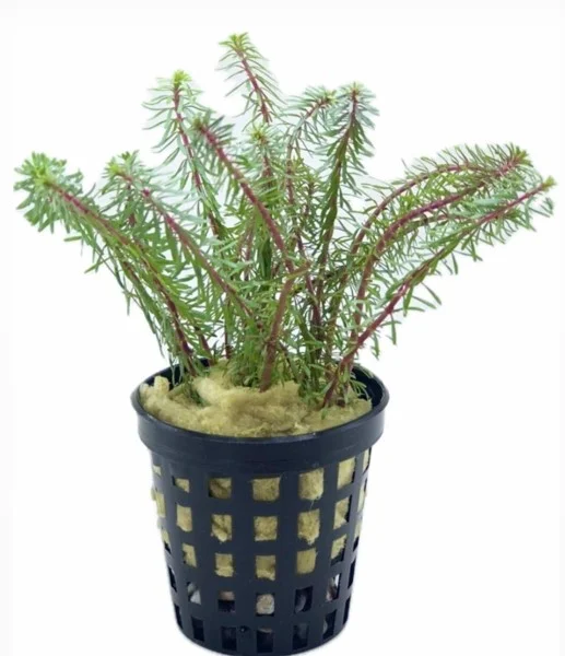 Rotala Wallichii Red Saksı Canlı Bitki