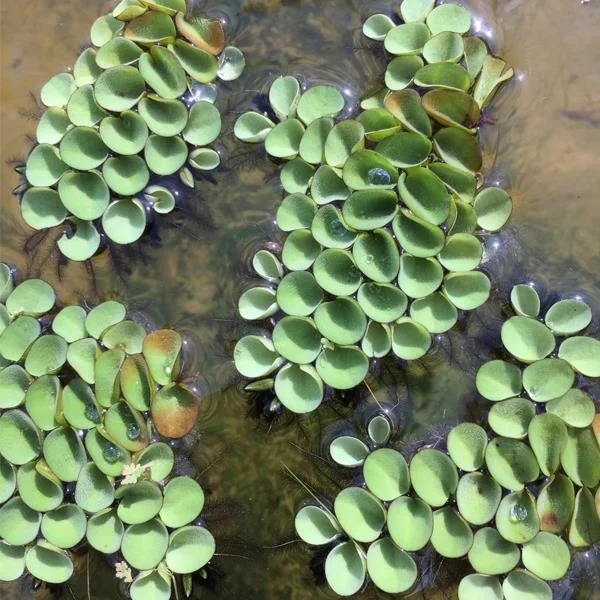 Salvinia Cucullata Su Üstü Canlı Bitki