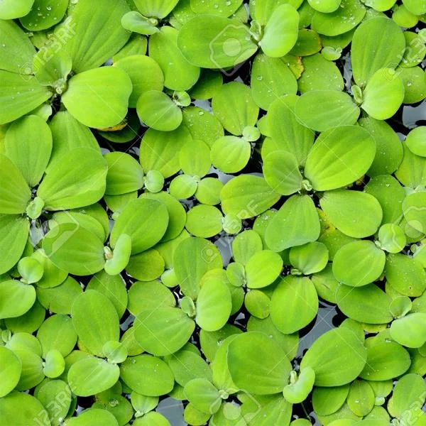 Pistia Stratiotes Su Üstü Canlı Bitki