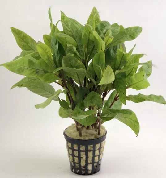 Hygrophila Siamensis Saksı Canlı Bitki