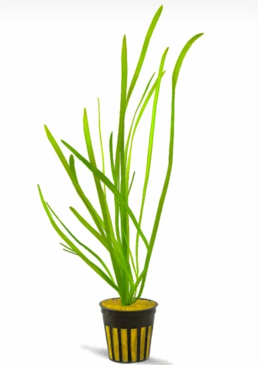 Vallisneria Spiralis Saksı Canlı Bitki