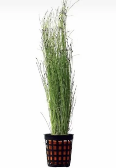 Eleocharis Parvula  Canlı Bitki
