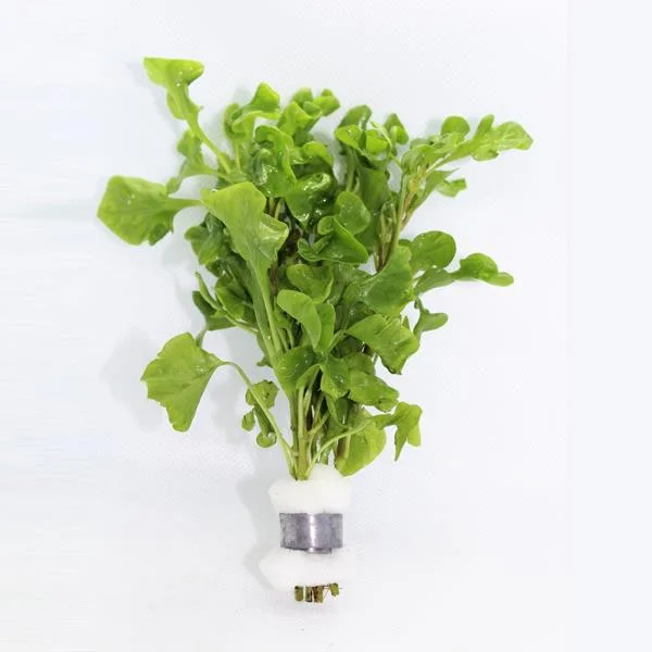 Bettzickiana Green Saksı Canlı Bitki