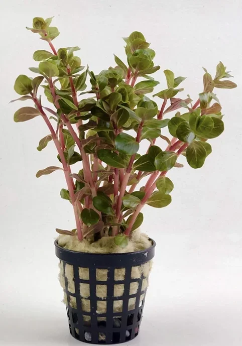 Rotala Indica Red  Canlı Bitki