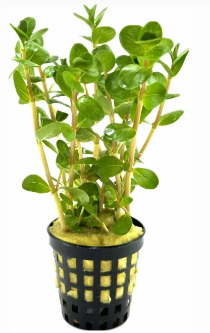 Rotala Colorata Canlı Bitki