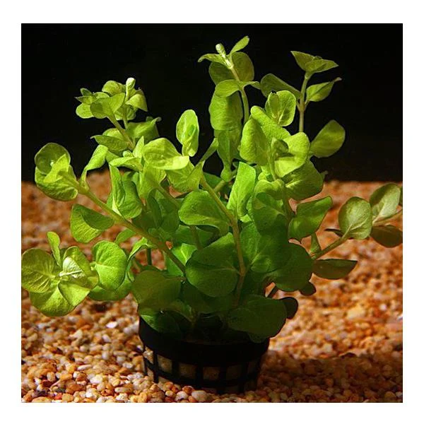 Lysimachia Nummularia Green Saksı Canlı Bitki