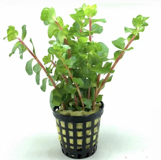 Rotala Mexicana Bangladesh Canlı Bitki