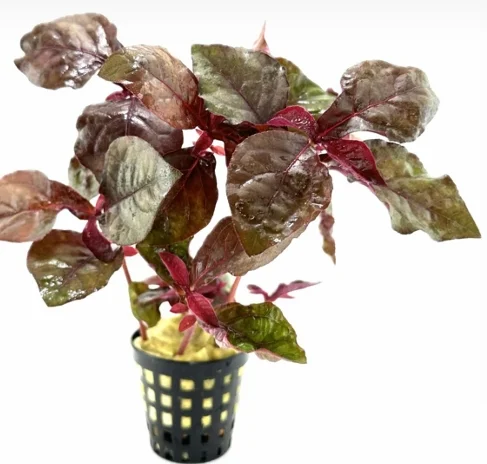 Hemigraphis Sp. Pink Saksı Canlı Bitki