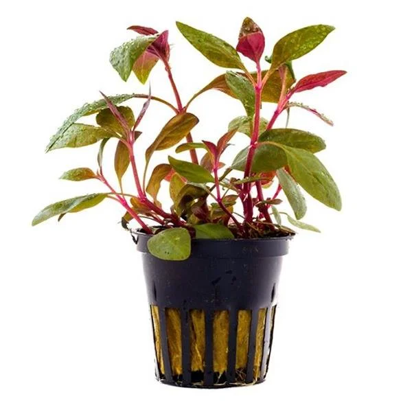 Alternanthera Lilacina Saksı Canlı Bitki