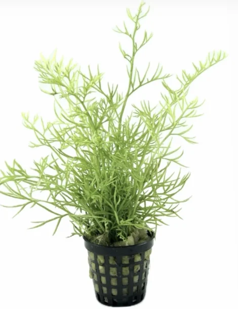 Ceratopteris Thalictroides Saksı Canlı Bitki