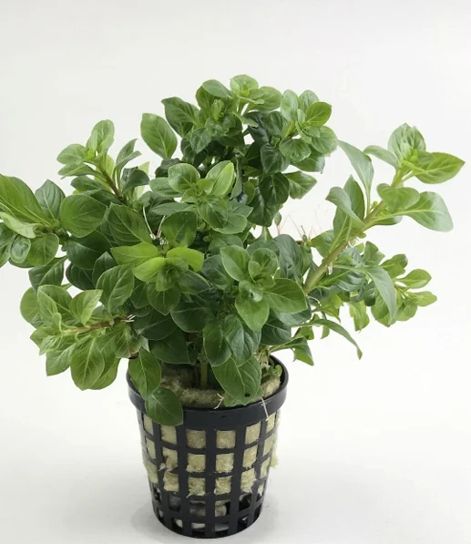Ludwigia Green Canlı Bitki