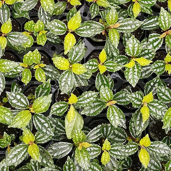 Pilea Cadierei Nana Saksı Canlı Bitki