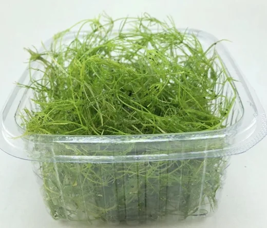 Chara Vulgaris Canlı Bitki