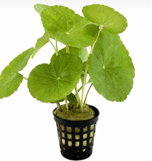 Hydrocotyle Leucocephala Saksı Canlı Bitki
