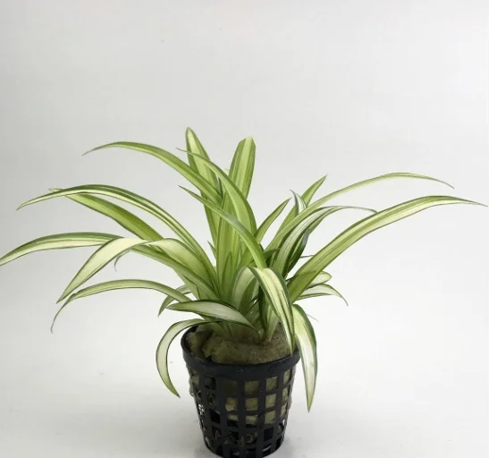Chlorophytum Comosum Saksı Canlı Bitki