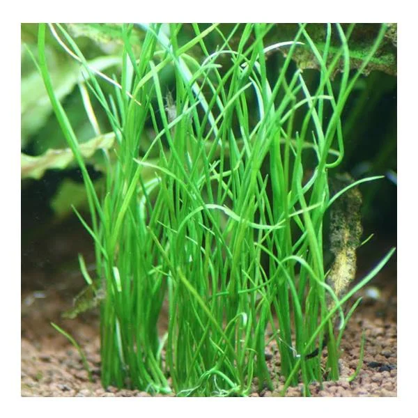 Isoetes Vetata Varsicula Saksı Canlı Bitki