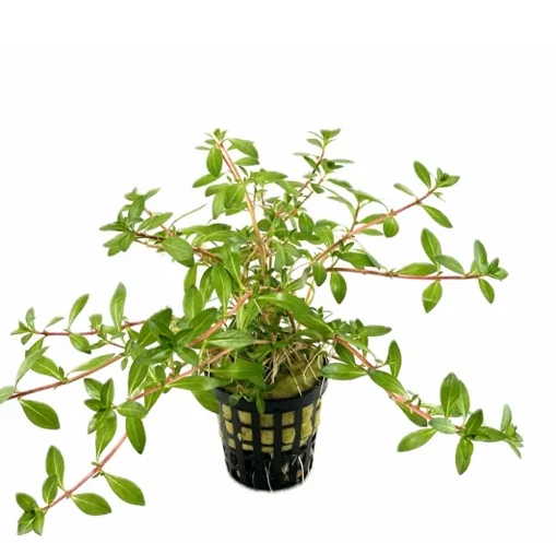 Ludwigia Brevipes Saksı Canlı Bitki