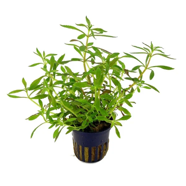Limnophila  Aromatica Saksı Canlı Bitki