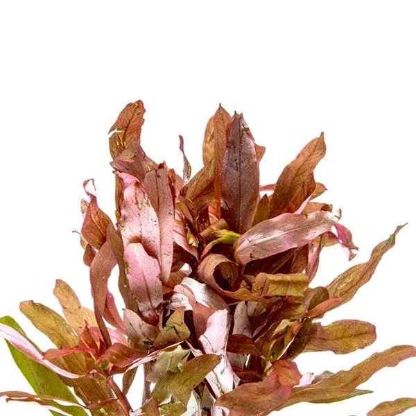 Ammania Senegalensis Canlı Bitki