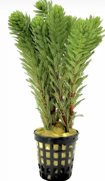 Myriophyllum Tuberculatum Saksı Canlı Bitki