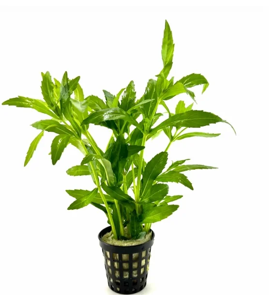 Pogostemon sampsonii (cf. pumilus)