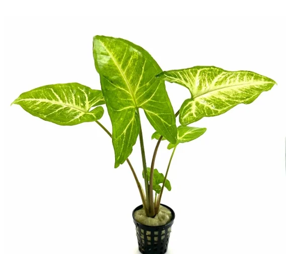 Syngonium Podophyllum