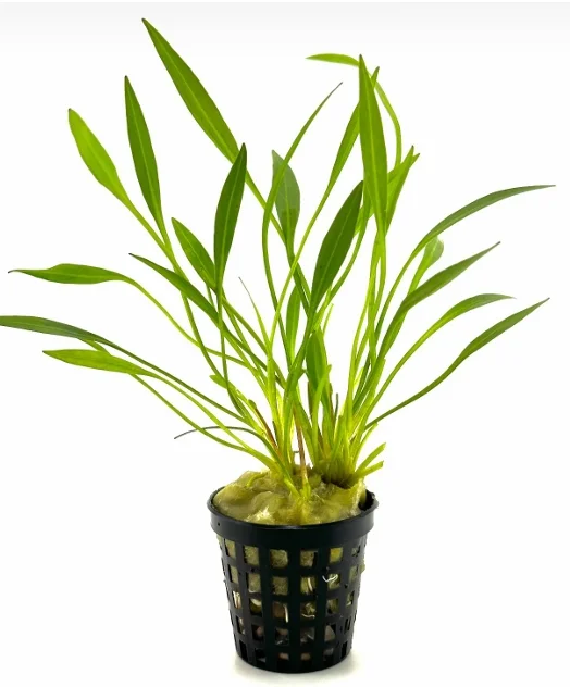 Helanthium bolivianum