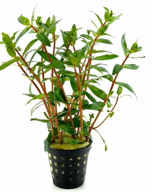 Nesaea crassicaulis