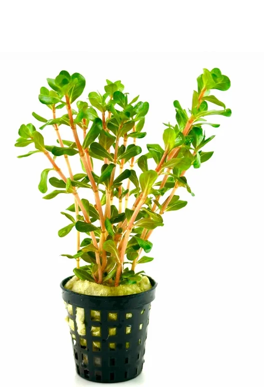 Rotala Blood Red In Vitro Canlı Bitki