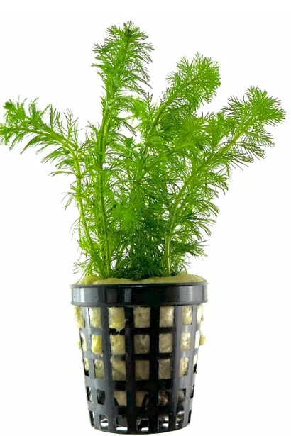 Myriophyllum hippuroides